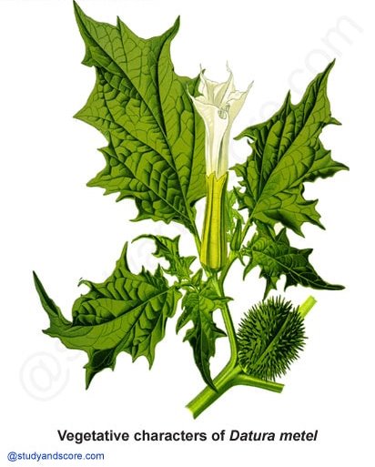 Solanaceae, vegetative characters, datura metel, potato family, night-shade family